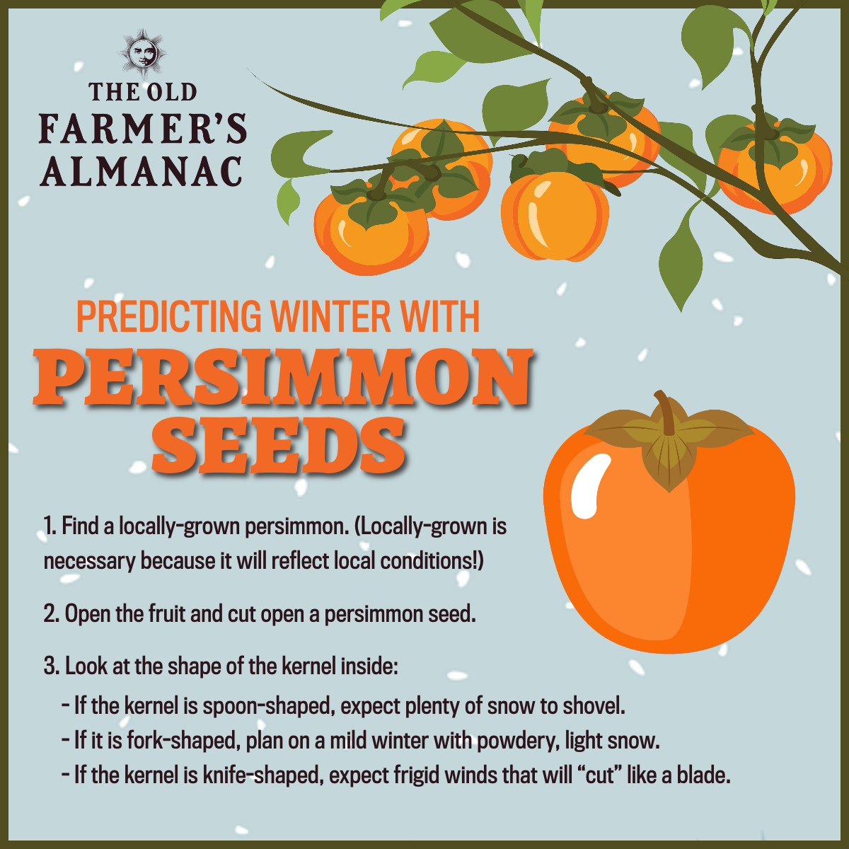 How to Predict Winter Weather With a Persimmon Seed The Old Farmer's